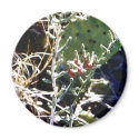 Cacti magnets