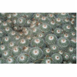 Cactus at Desert Botanical Gardens, Phoenix-Scotts photo sculptures