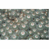 Cactus at Desert Botanical Gardens, Phoenix-Scotts Photo Cutout