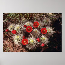 Cactus blooms in the spring Pink flowers Poster