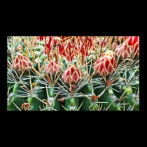 Cactus Blooms posters