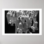 Cactus Blossom  posters