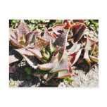Cactus Cacti Postcards