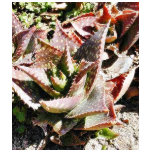 Cactus Cacti t-shirts