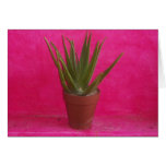 Cactus cards