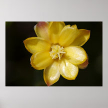 Cactus Flower 01 Poster