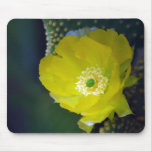 Cactus flower and meaning mousepads