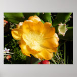 Cactus Flower Blooms in Orange posters