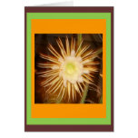 Cactus Flower Cards