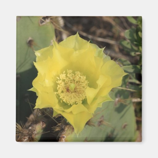 Cactus Flower Magnet