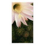 Cactus Flower Photo