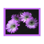 Cactus Flower Post Cards