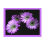 Cactus Flower Post Cards