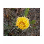 Cactus Flower t-shirts