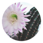 Cactus Flower White Round Stickers