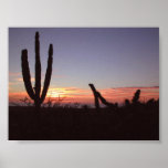 Cactus in the Baja sunset posters