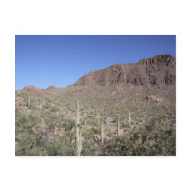 Cactus Landscape Post Cards