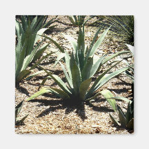 Cactus Magnet