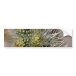 Cactus Needles In Anza Borrego Desert bumper stickers