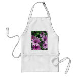Cactus, Osteospermum aprons
