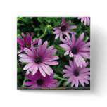 Cactus, Osteospermum buttons