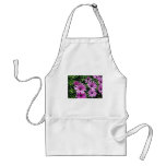 Cactus, Osteospermum  flowers aprons