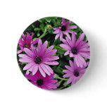 Cactus, Osteospermum  flowers buttons