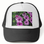 Cactus, Osteospermum  flowers hats