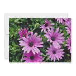 Cactus, Osteospermum  flowers invitations