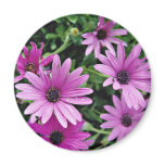 Cactus, Osteospermum  flowers magnets
