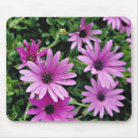 Cactus, Osteospermum  flowers mousepads