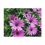 Cactus, Osteospermum  flowers postcards