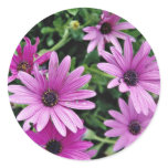Cactus, Osteospermum  flowers stickers