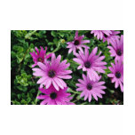 Cactus, Osteospermum  flowers t-shirts