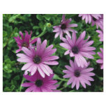 Cactus, Osteospermum flyers