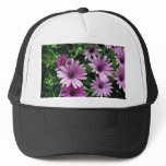 Cactus, Osteospermum hats