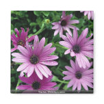 Cactus, Osteospermum magnets