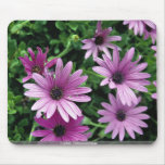 Cactus, Osteospermum mousepads