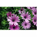 Cactus, Osteospermum photo sculptures