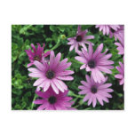 Cactus, Osteospermum postcards
