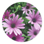 Cactus, Osteospermum stickers