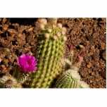 Cactus photo sculpture