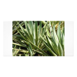 Cactus photocard