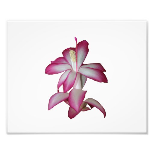Cactus pink and white flower, succulent bloom photo print