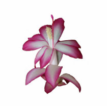 Cactus pink and white flower, succulent bloom photo cut out