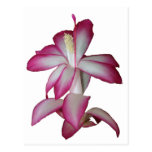Cactus pink and white flower, succulent bloom postcards