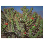 Cactus plant, Colca Canyon, Peru, South America De Flyers