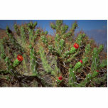 Cactus plant, Colca Canyon, Peru, South America De photo sculptures