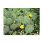 Cactus Postcard