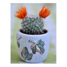 Cactus postcard